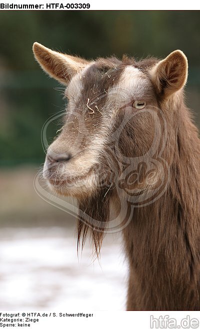 Thüringerwald-Ziege / goat / HTFA-003309