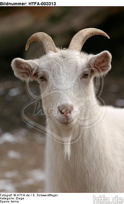 Hausziege / goat / HTFA-003313