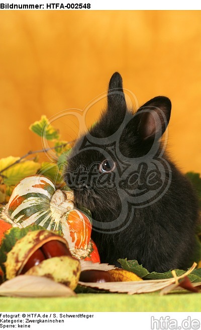 Zwergkaninchen / dwarf rabbit / HTFA-002548