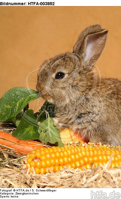 Zwergkaninchen / dwarf rabbit / HTFA-003852