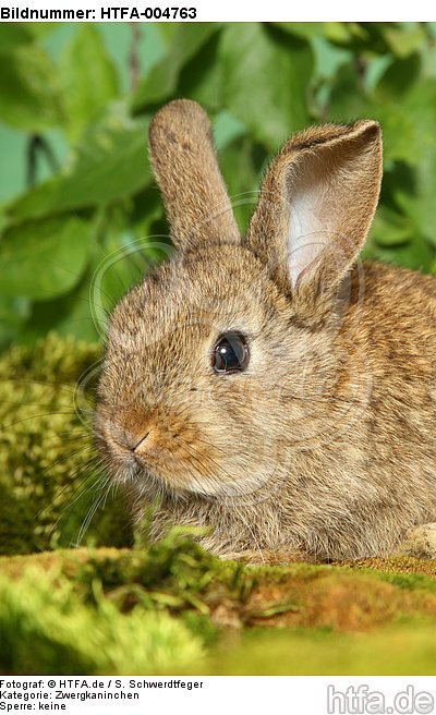 junges Zwergkaninchen / young dwarf rabbit / HTFA-004763