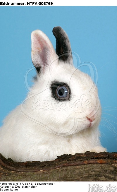 Zwergkaninchen / dwarf rabbit / HTFA-006769