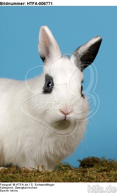Zwergkaninchen / dwarf rabbit / HTFA-006771