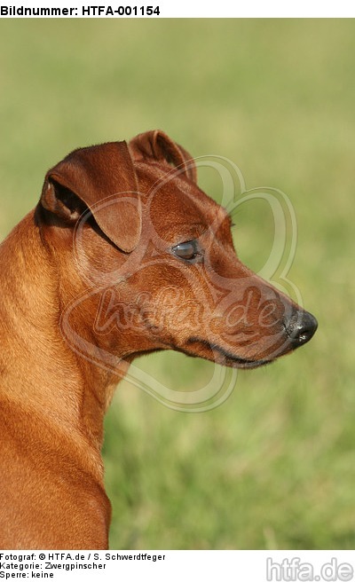 Rehpinscher Portrait / miniature pinscher portrait / HTFA-001154