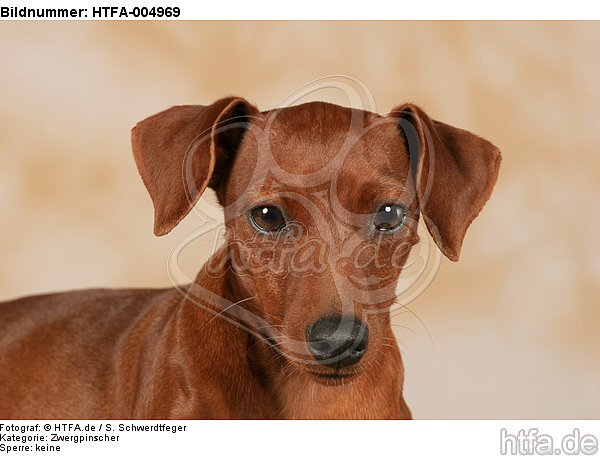 Rehpinscher / miniature pinscher / HTFA-004969