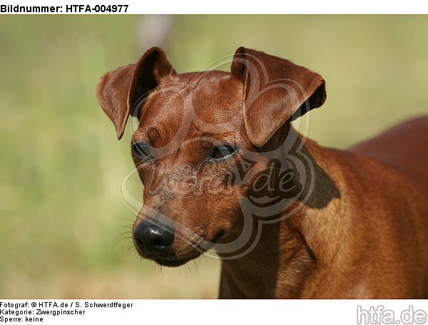 Rehpinscher / miniature pinscher / HTFA-004977