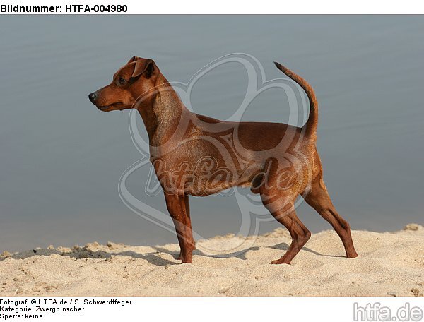 Rehpinscher / miniature pinscher / HTFA-004980