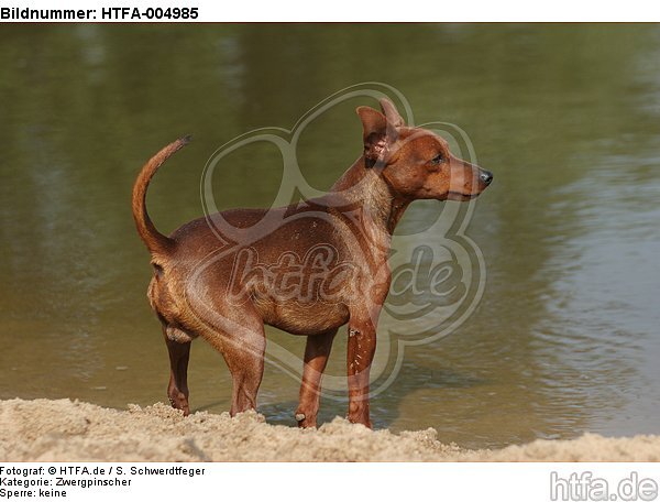 Rehpinscher / miniature pinscher / HTFA-004985