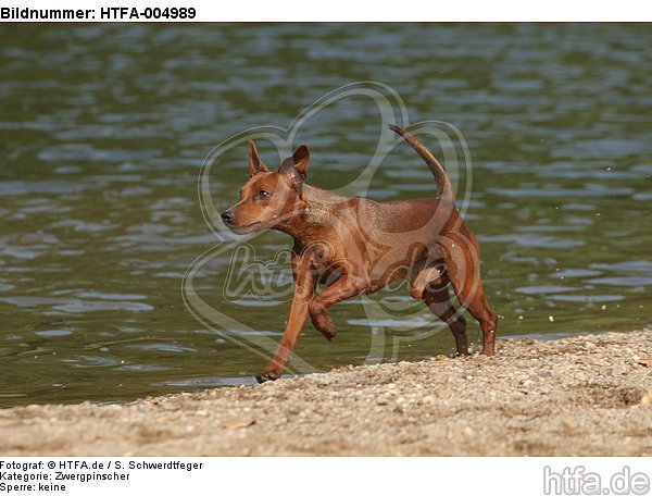 Rehpinscher / miniature pinscher / HTFA-004989