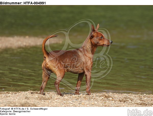 Rehpinscher / miniature pinscher / HTFA-004991