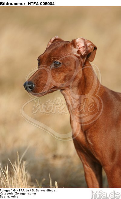 Rehpinscher / miniature pinscher / HTFA-005004