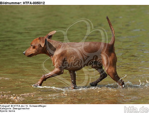 Rehpinscher / miniature pinscher / HTFA-005012