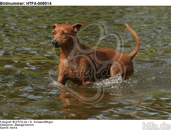 Rehpinscher / miniature pinscher / HTFA-005014