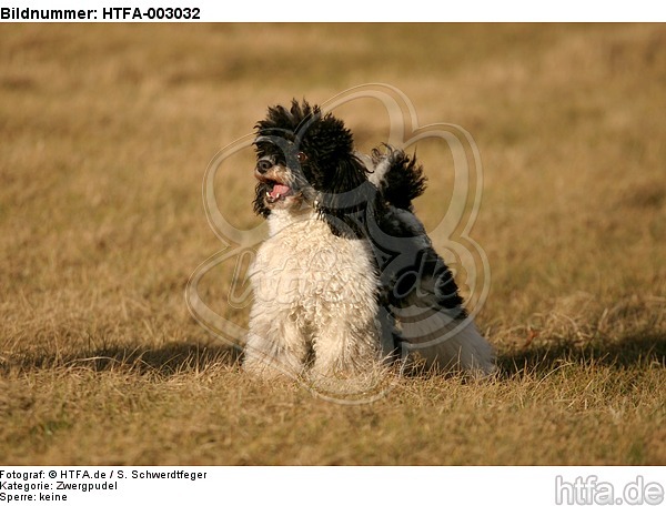 Zwergpudel / toy poodle / HTFA-003032