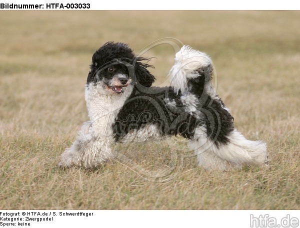 Zwergpudel / toy poodle / HTFA-003033