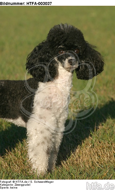 Zwergpudel / toy poodle / HTFA-003037